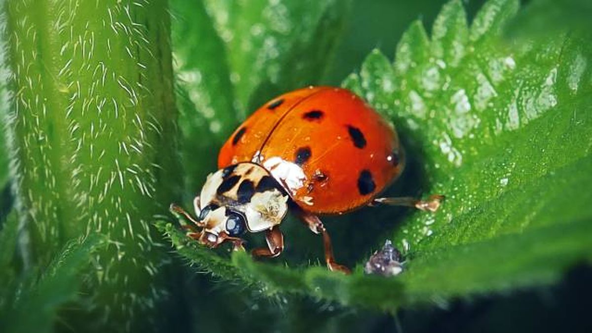 especies exoticas invasoras espana mariquita asiatica