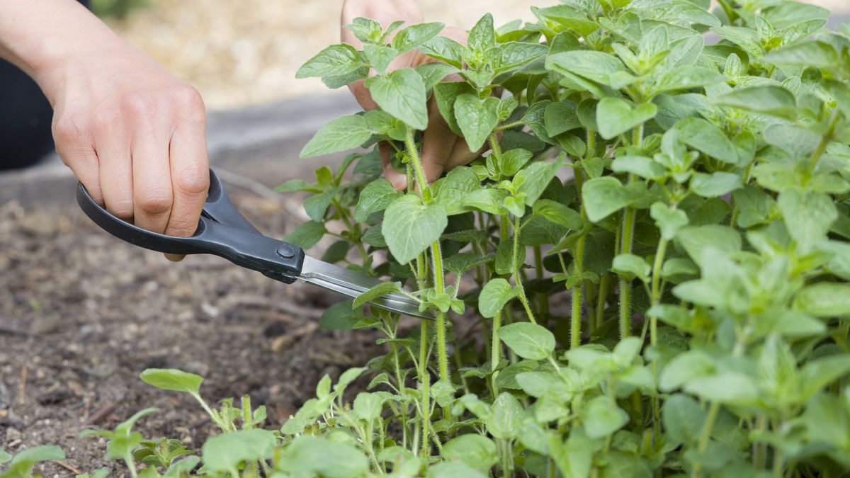 El orégano es útil para mantener alejadas plagas como los ácaros araña y los pulgones