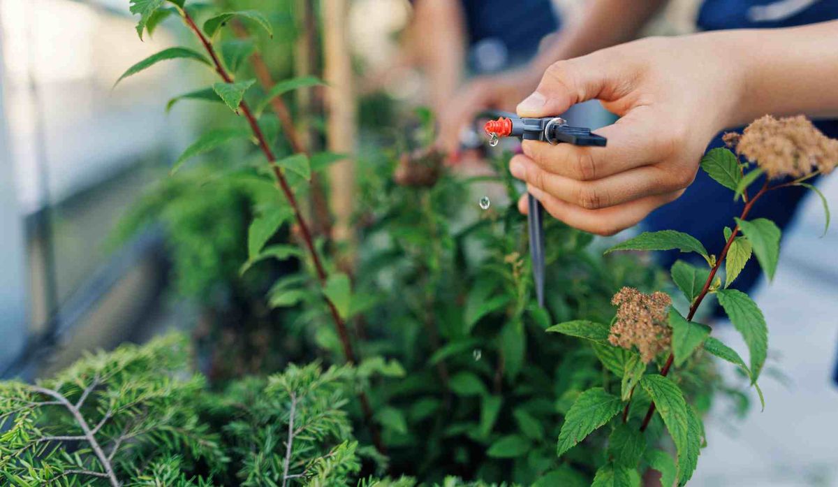 Ajusta la frecuencia de riego en invierno.