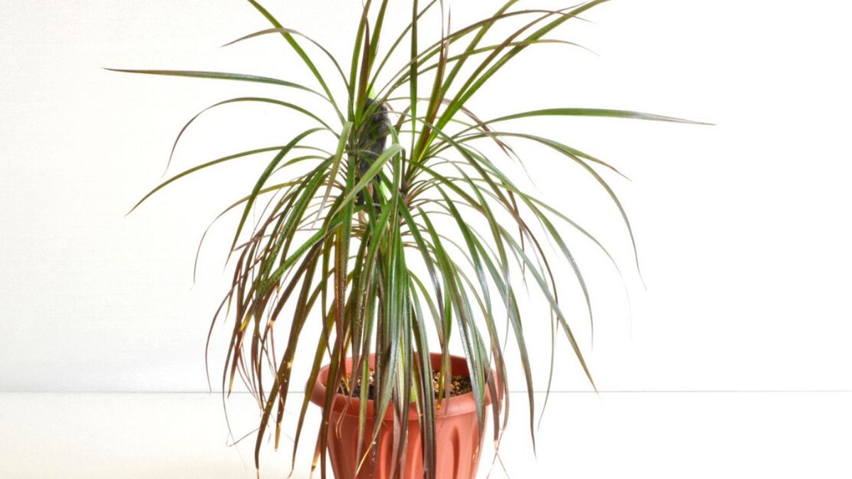 dracaena marginata planta estancias pequenas