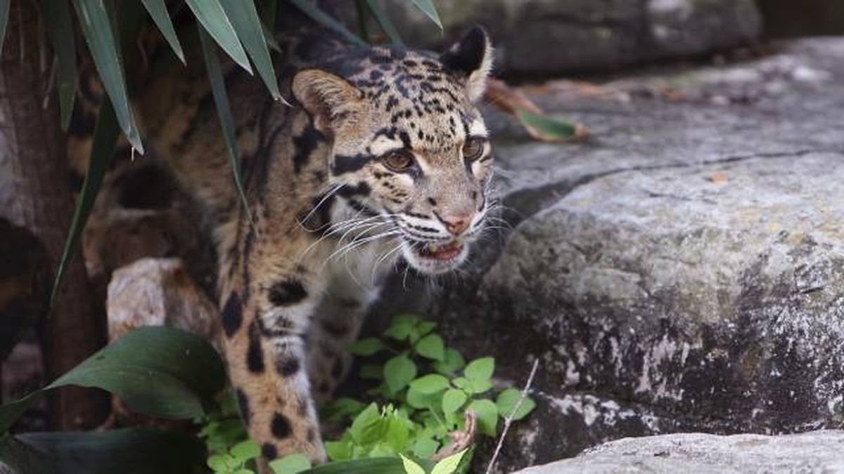leopardo nublado pantera nebulosa felino salvaje caza