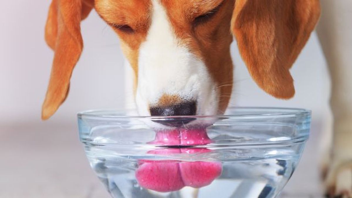 por que mi perro bebe mucha agua 14