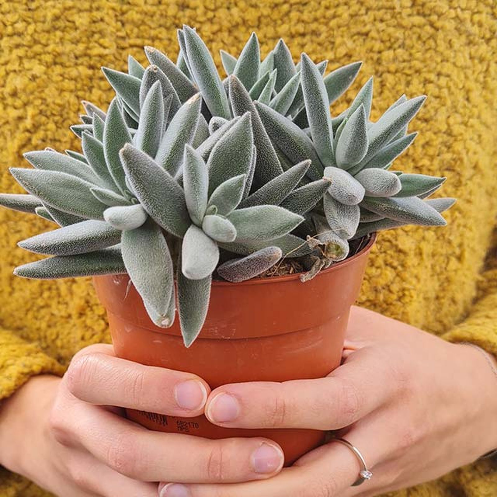 Crassula tenell Crassula tenell