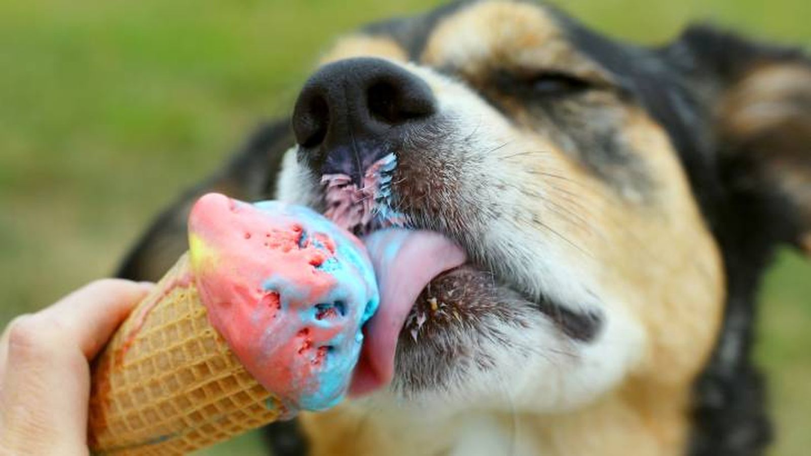 Los perros pueden comer helados caseros para refrescarse Los perros pueden comer helados caseros para refrescarse