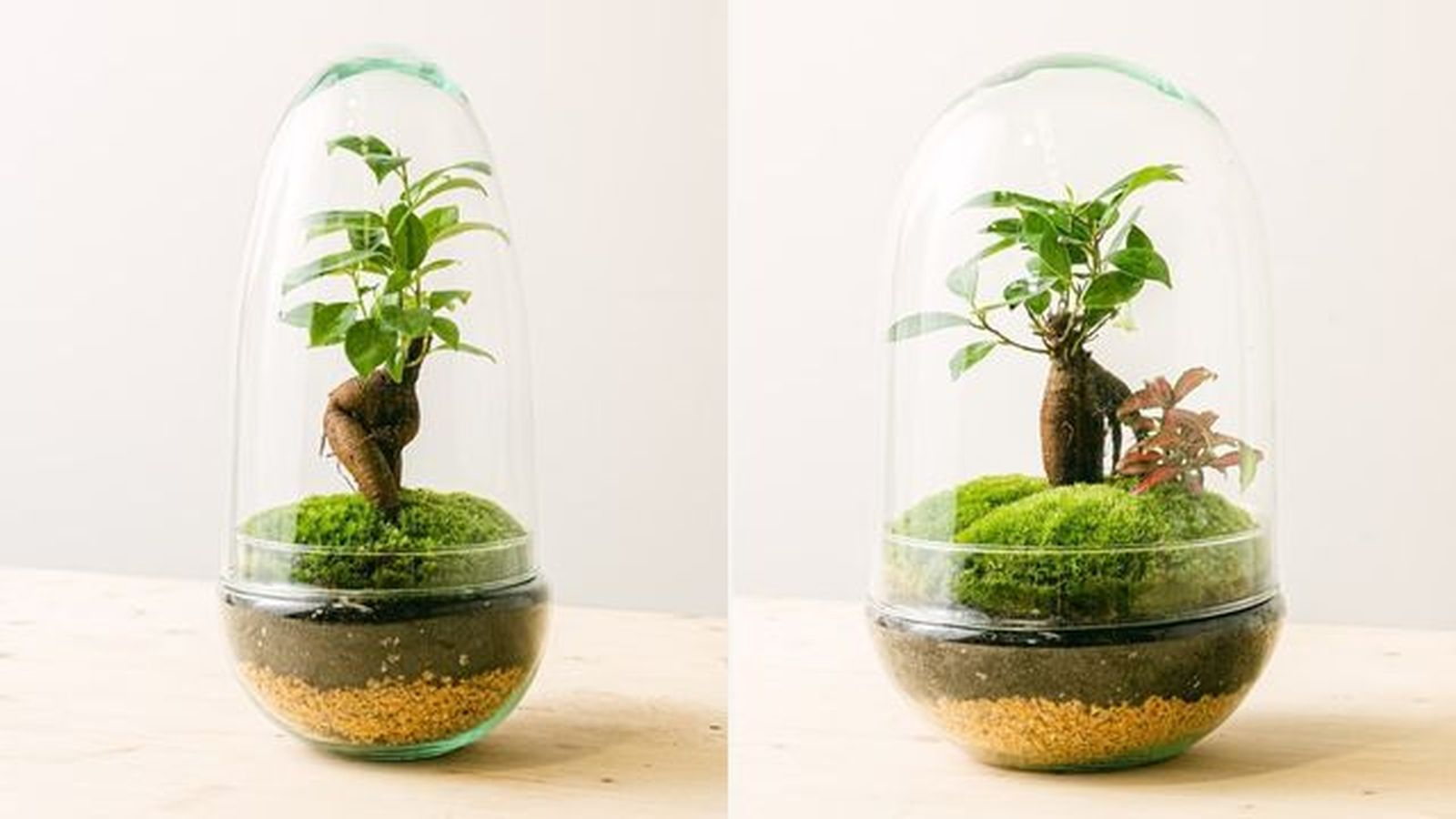 terrario de be green terrario de be green