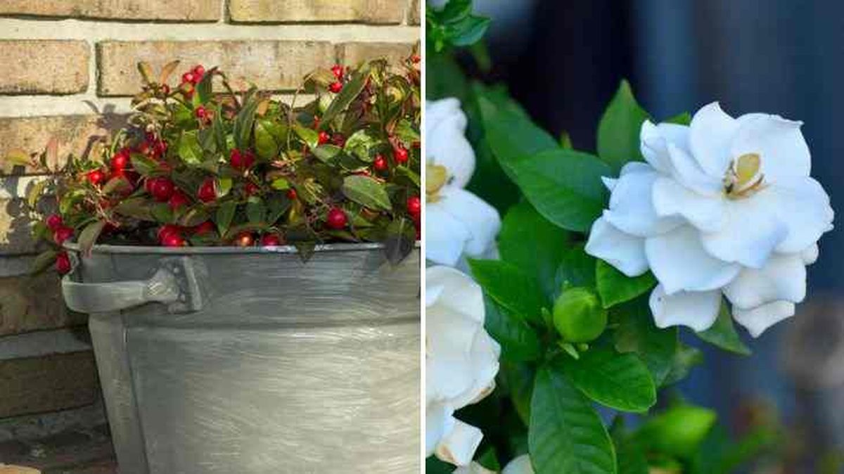 plantas acidas acidofilas gaultheria procumbens gardenia