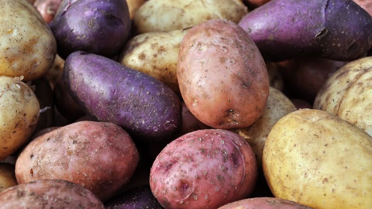 Patatas de diferentes colores