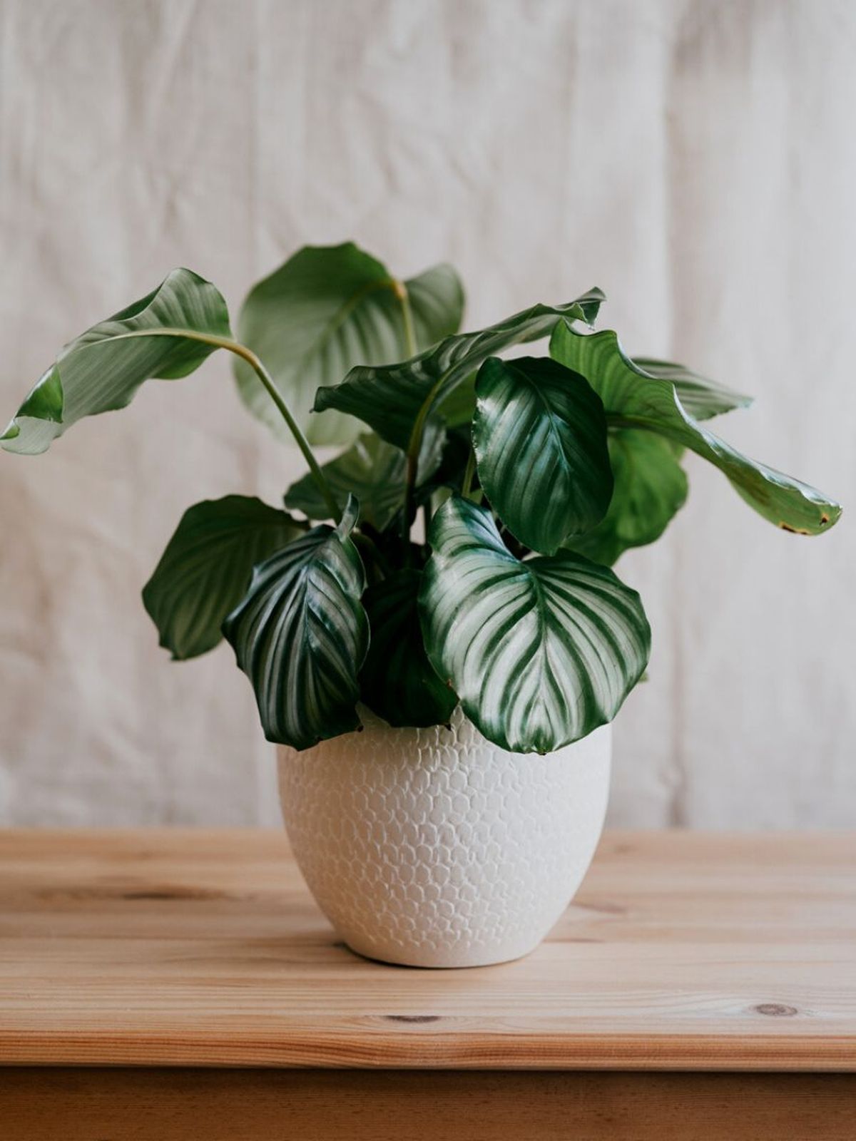 cuidados calathea orbifolia planta de interior