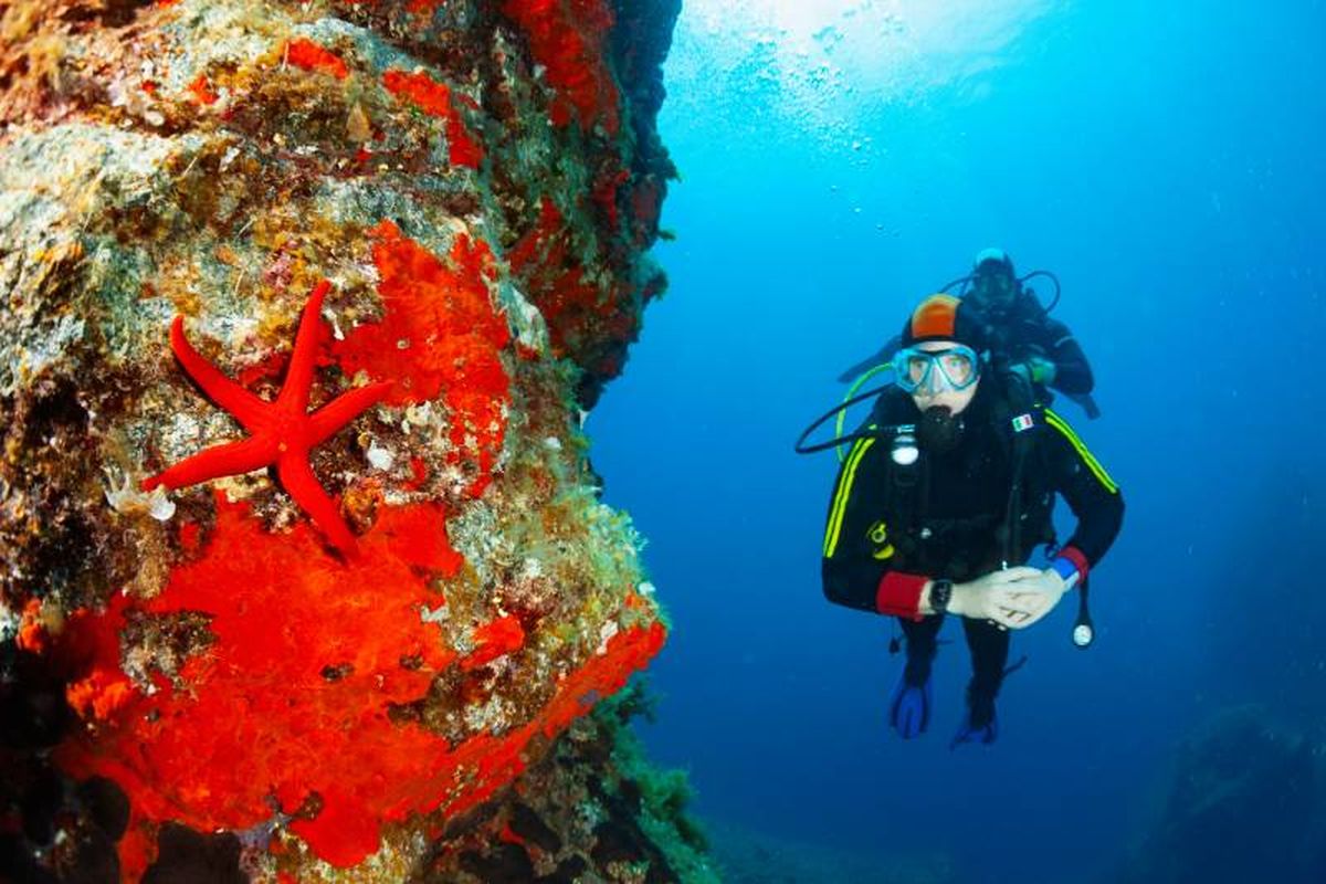 Actualmente no corren el riesgo de extinguirse en el corto plazo.