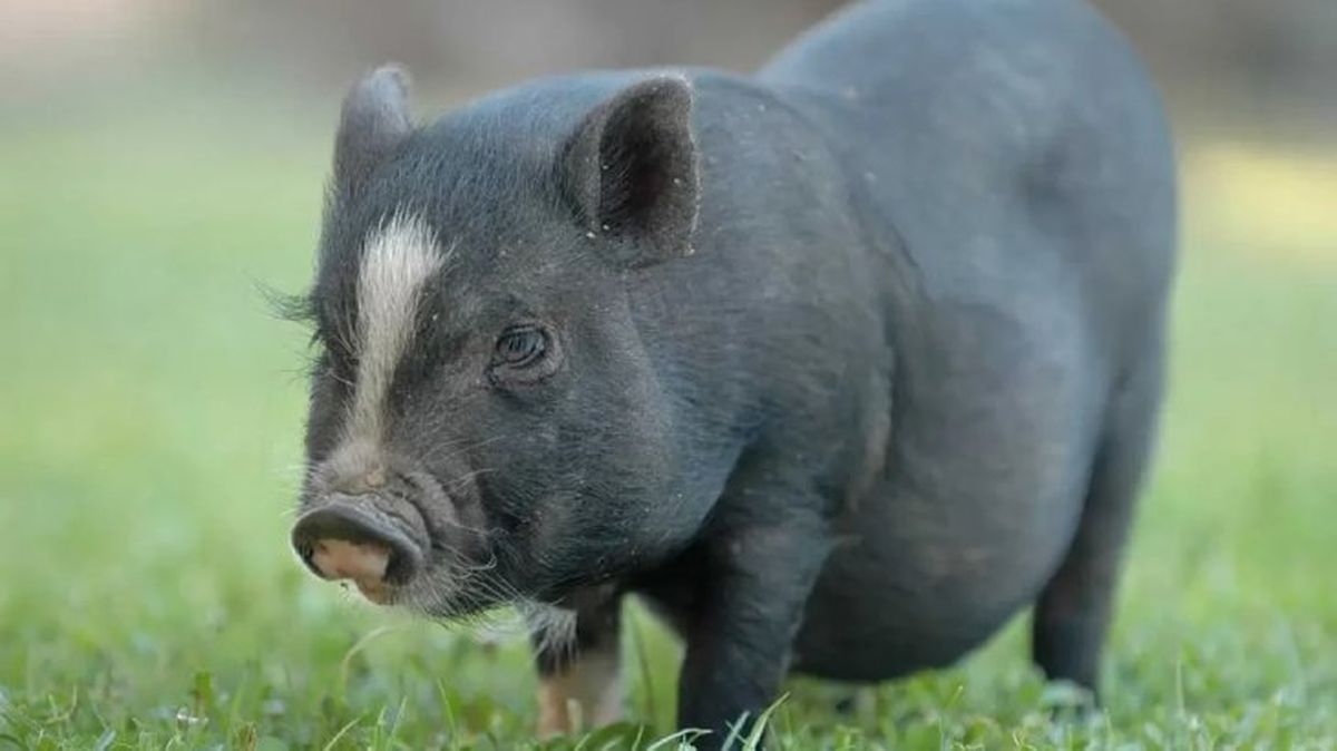 animales prohibidos como mascotas 6