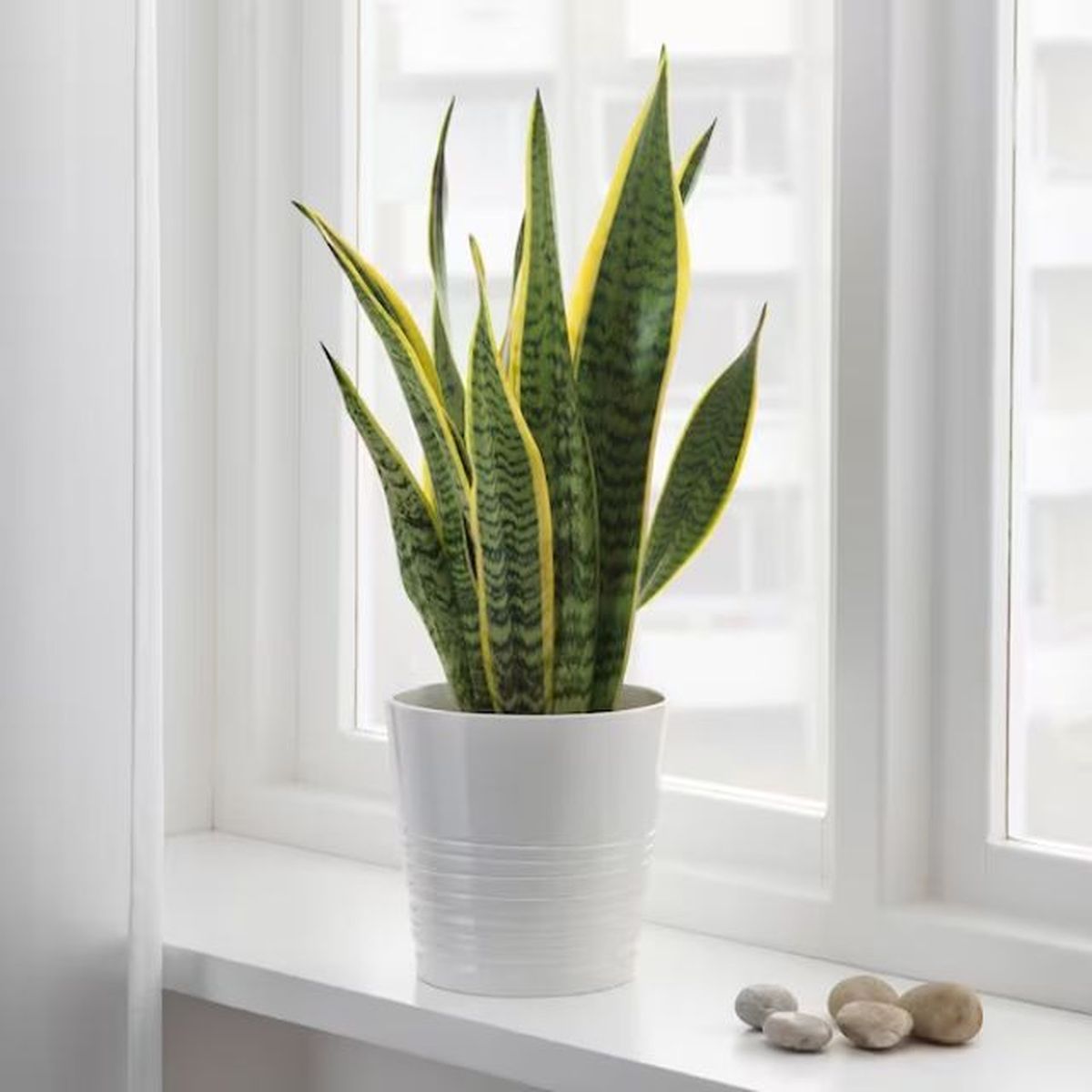 sansevieria ikea