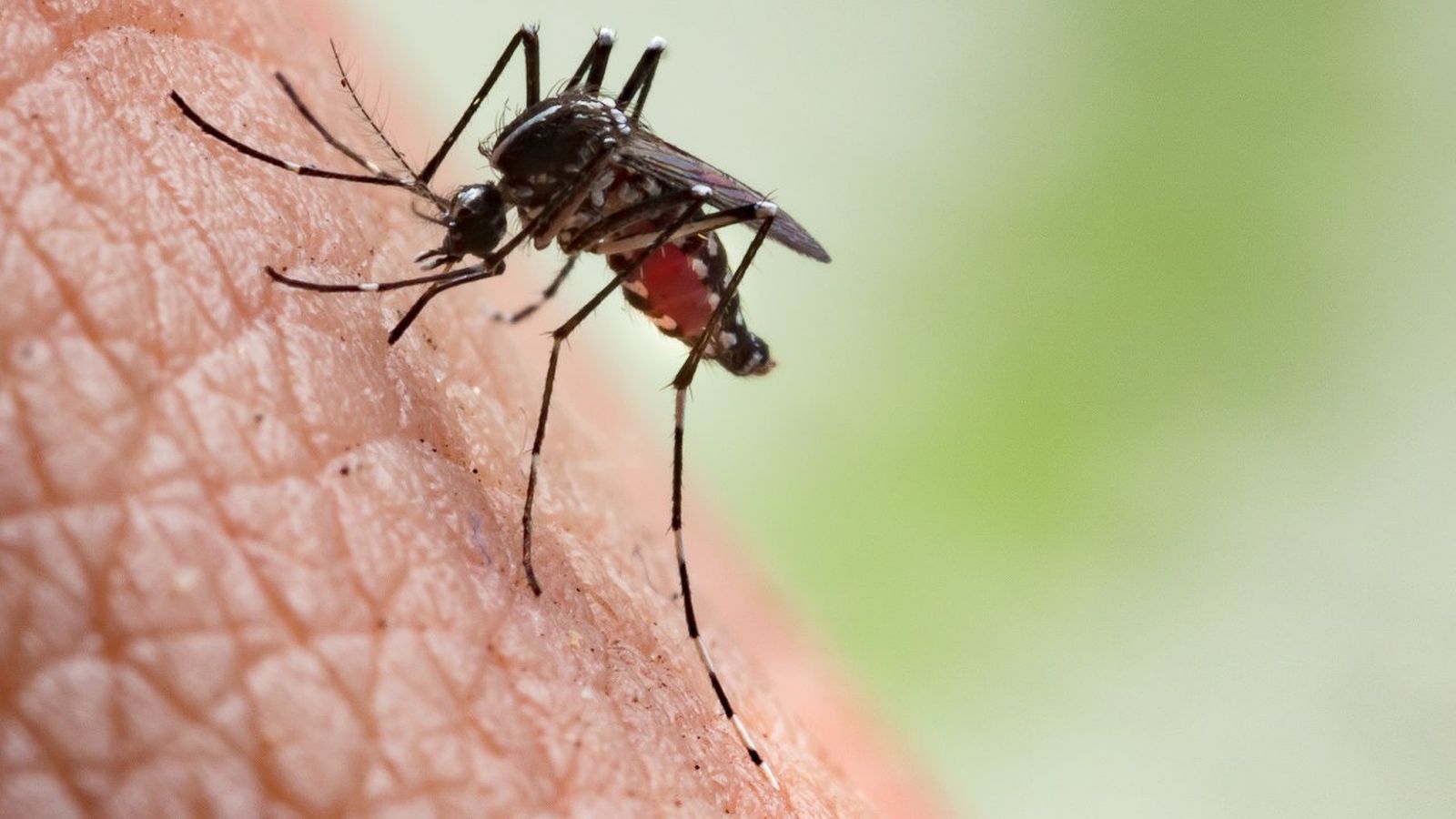 que pasaria si desaparecieran los mosquitos