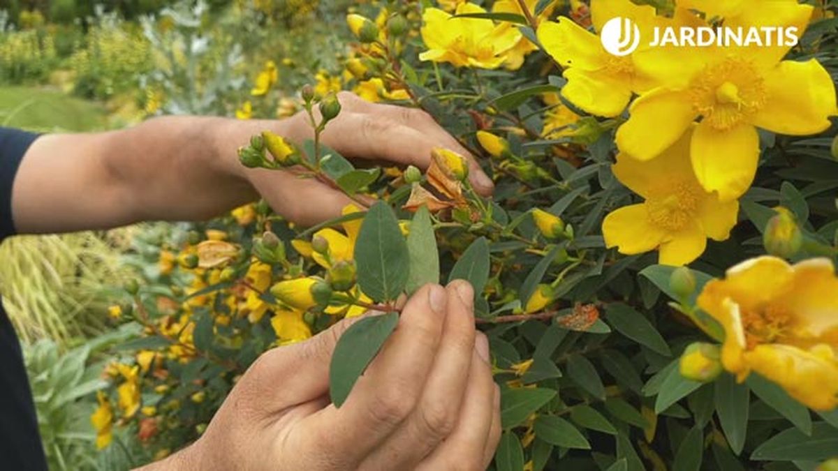 capullos de flor de Hypericum calycinum jardinatis