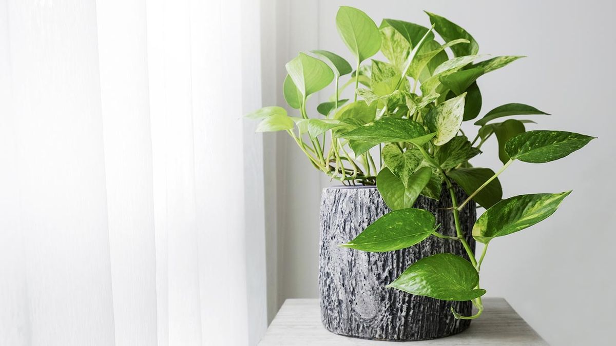 plantas para principiantes xl