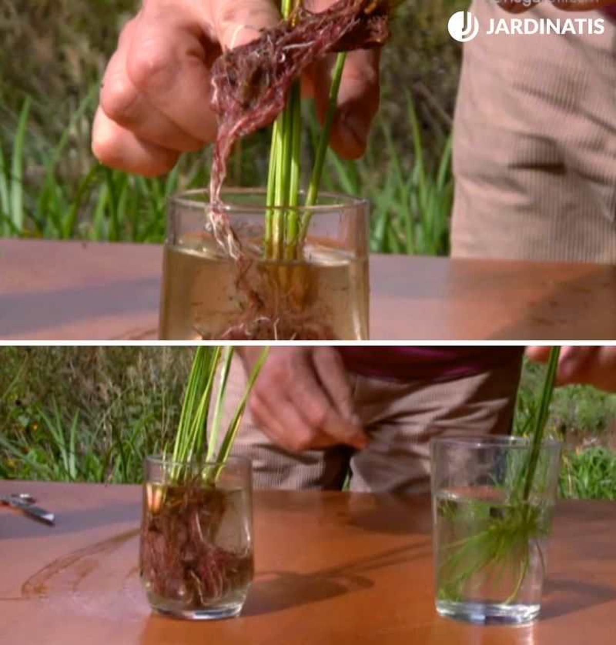 Raíces ya desarrolladas del papiro