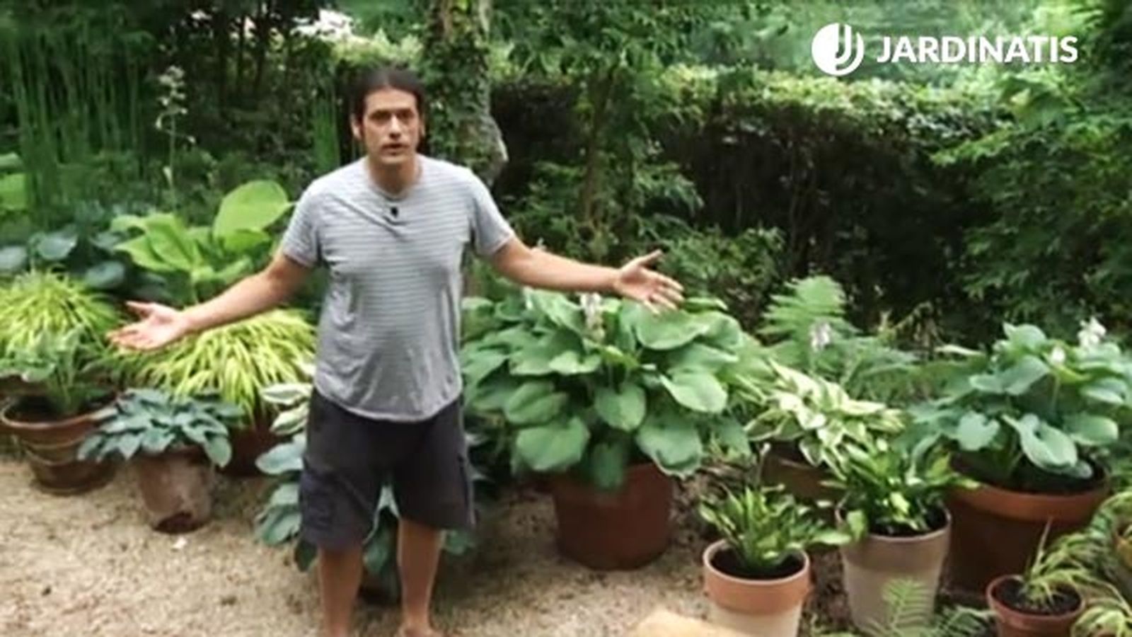 conjunto de diferentes variedades de hostas y hermosas deco 454 jardin conjunto de diferentes variedades de hostas y hermosas deco 454 jardin
