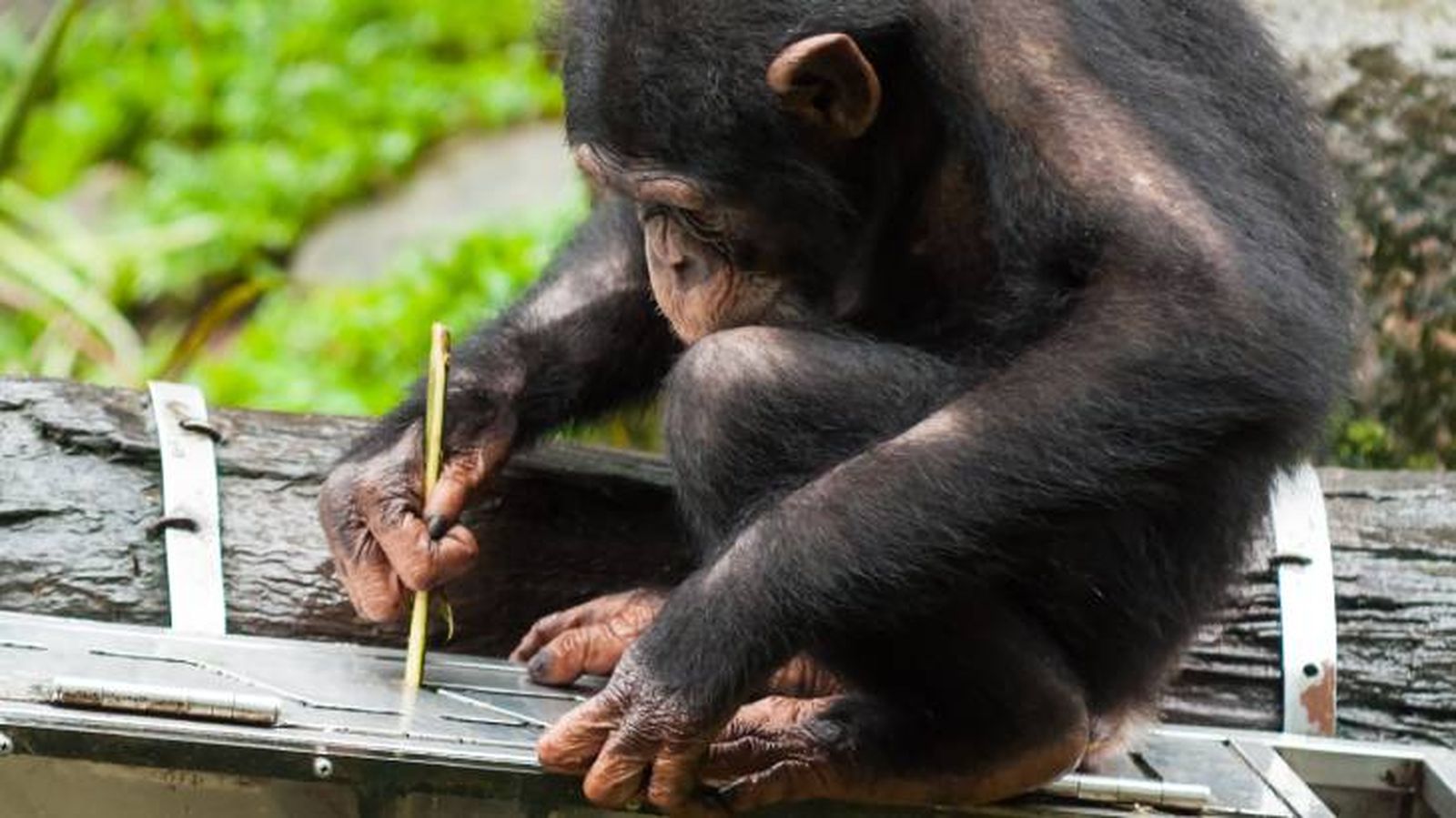 animales usan herramientas chimpance animales usan herramientas chimpance