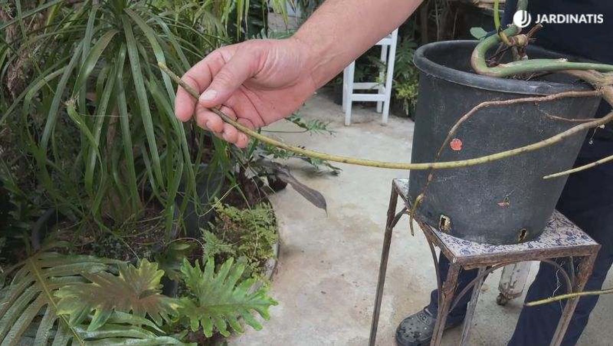 Raíz aérea de una Costilla de Adán en maceta
