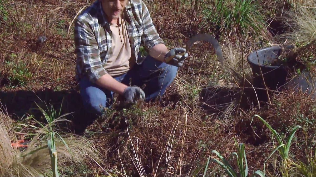 deco646 poda parterre vivaces mantillo poda margarita