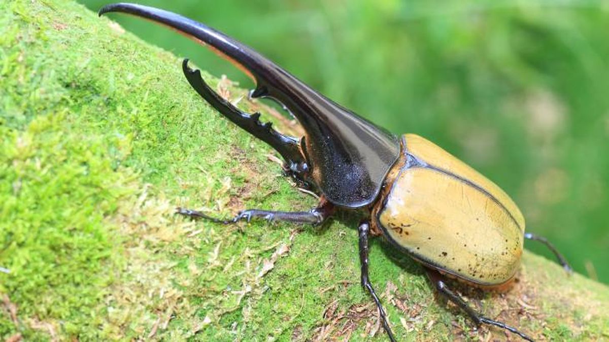 records animales escarabajo hercules