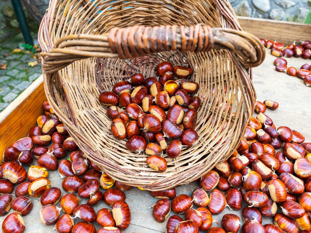 Las castañas recién recolectadas, un fruto estacional lleno de historia y tradición.