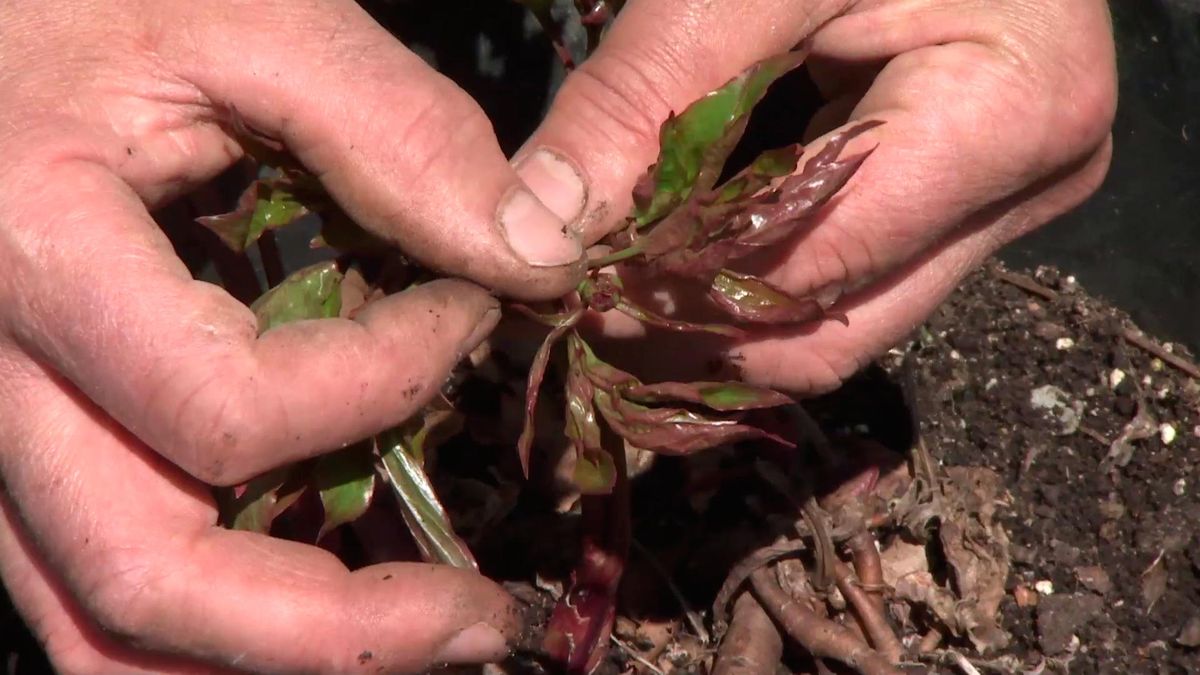 Peonías arbóreas reproducción