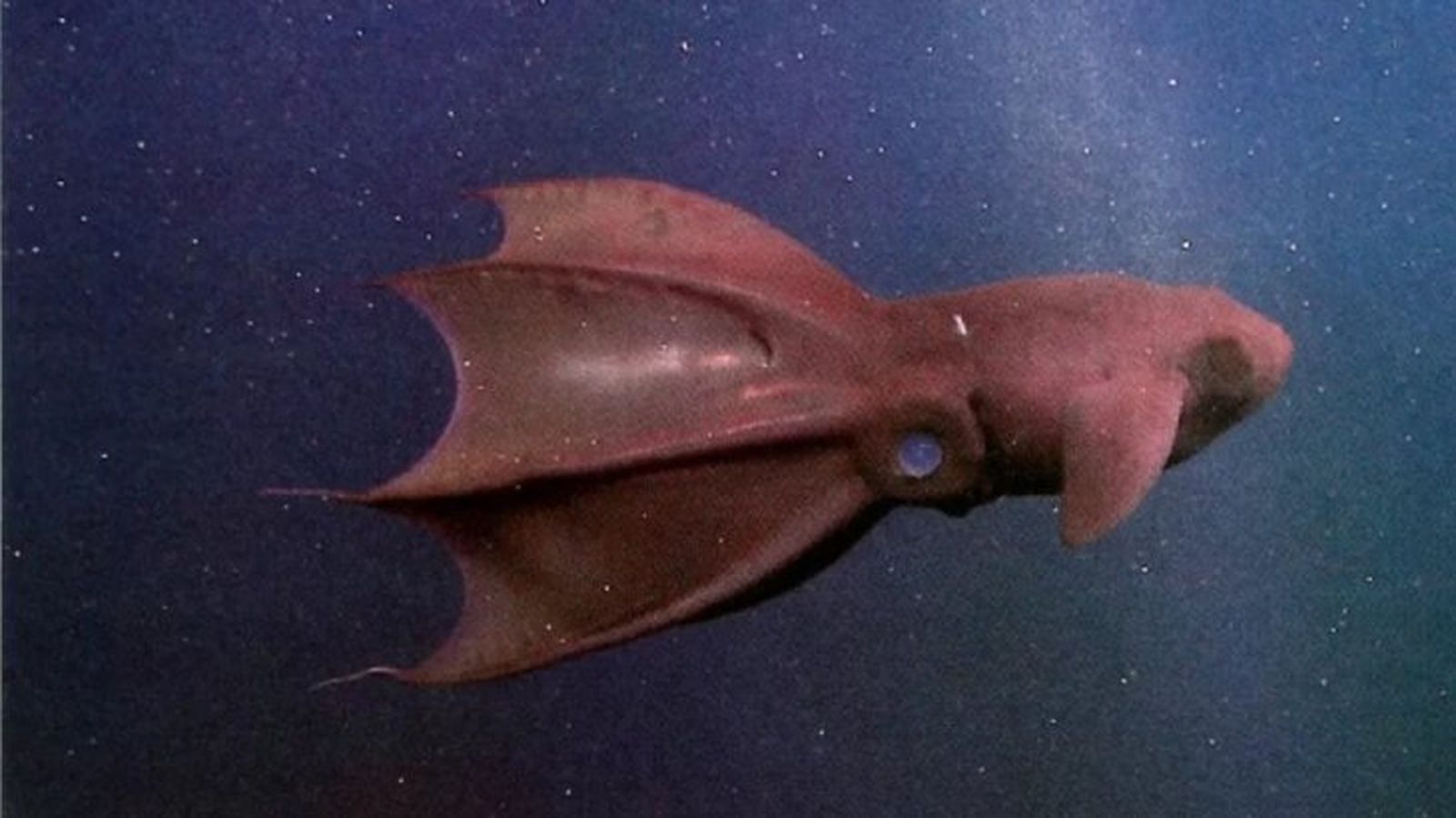 animales mas raros del mundo calamar vampiro animales mas raros del mundo calamar vampiro
