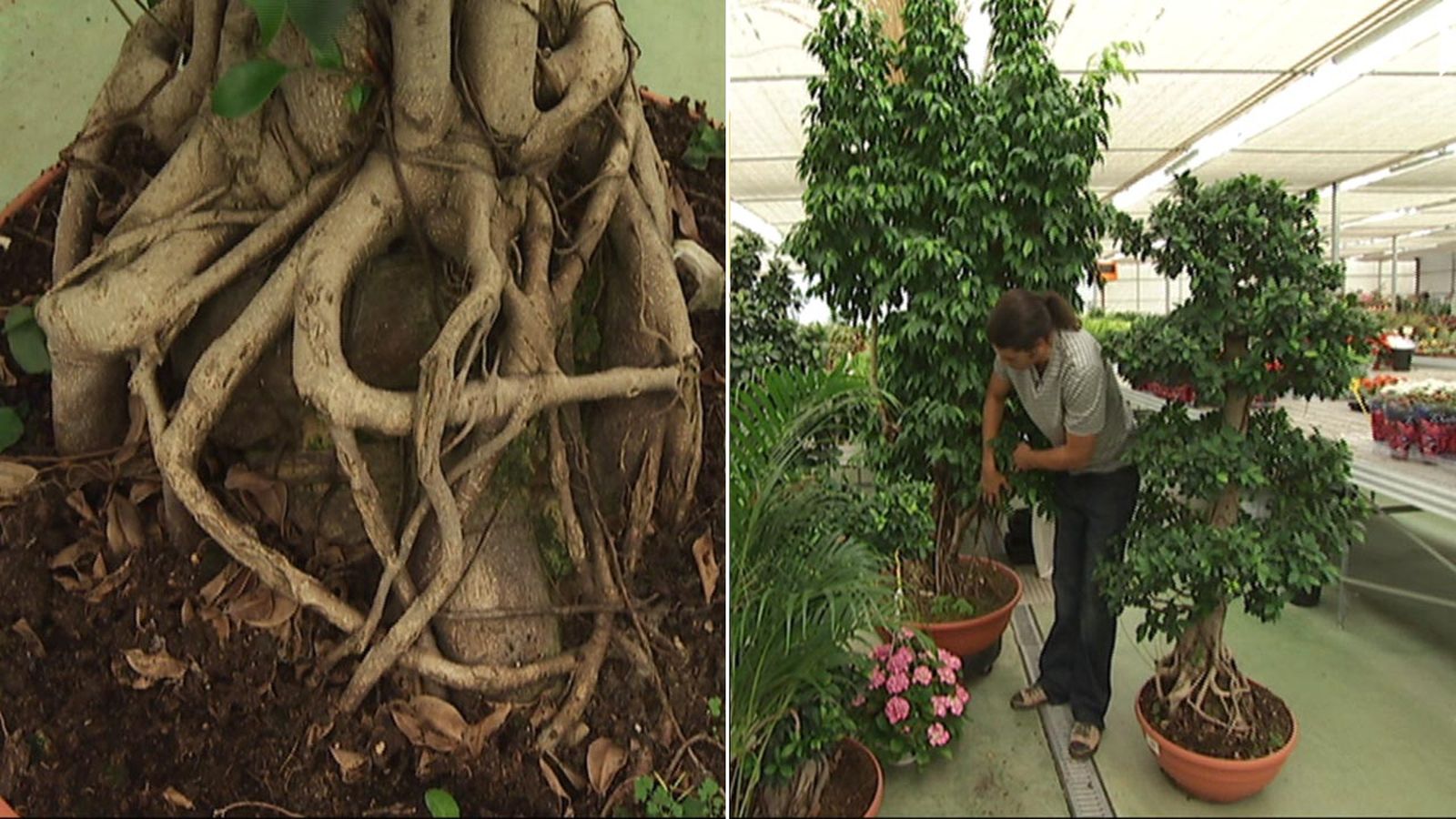 deco 403 aporte estetico ficus deco 403 aporte estetico ficus