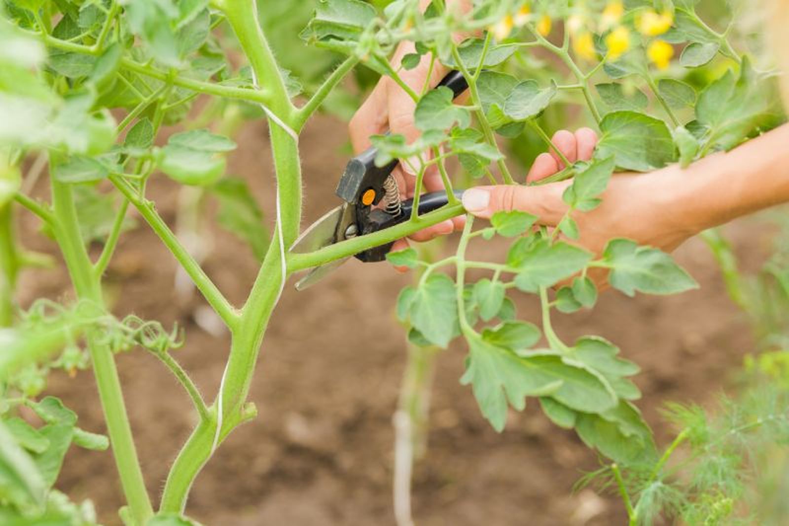 Podemos diferenciar dos tipos de podas del tomate