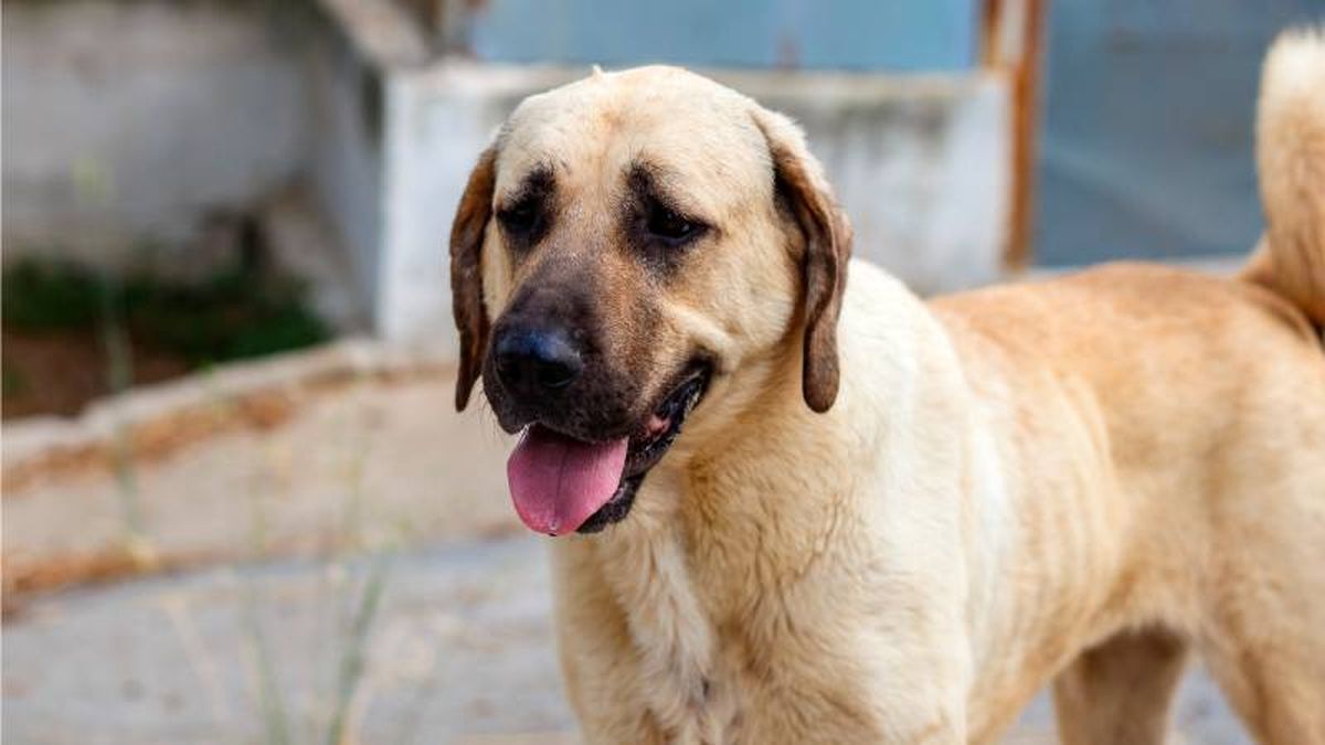 El perro con la mordida más fuerte es el Kangal, de origen turco