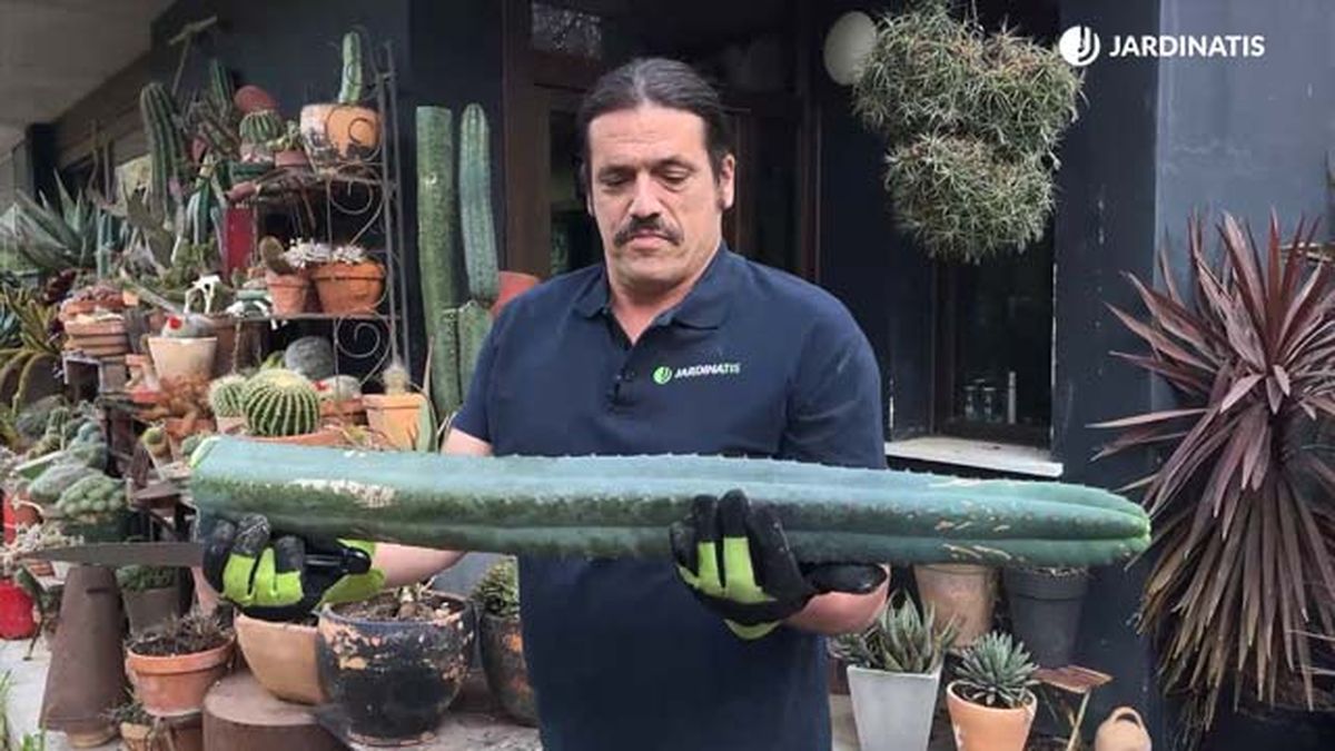 reproducir esquejes cactus san pedro jardinatis 22 11