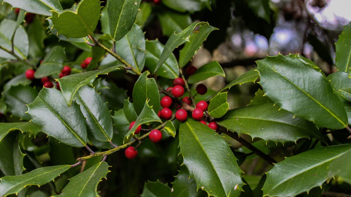 El acebo es una planta muy parecida al muérdago.