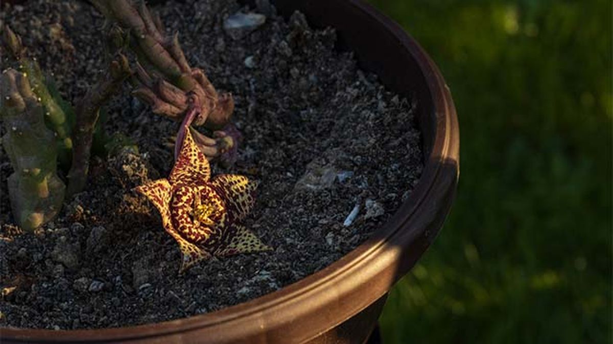 flor de lagarto en semisombra