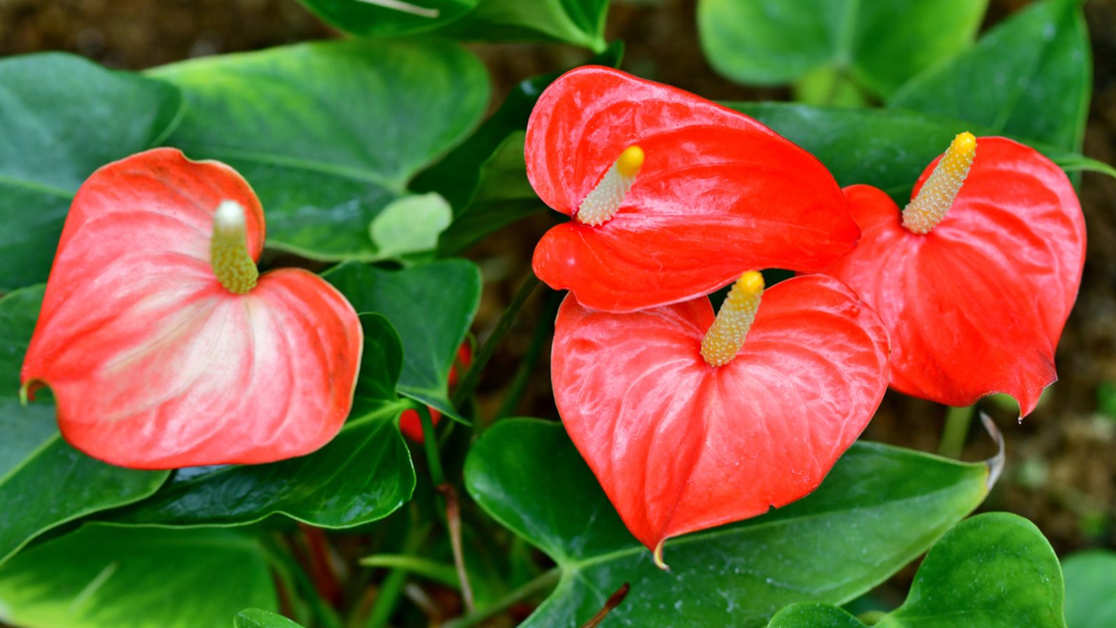 planta de anturio