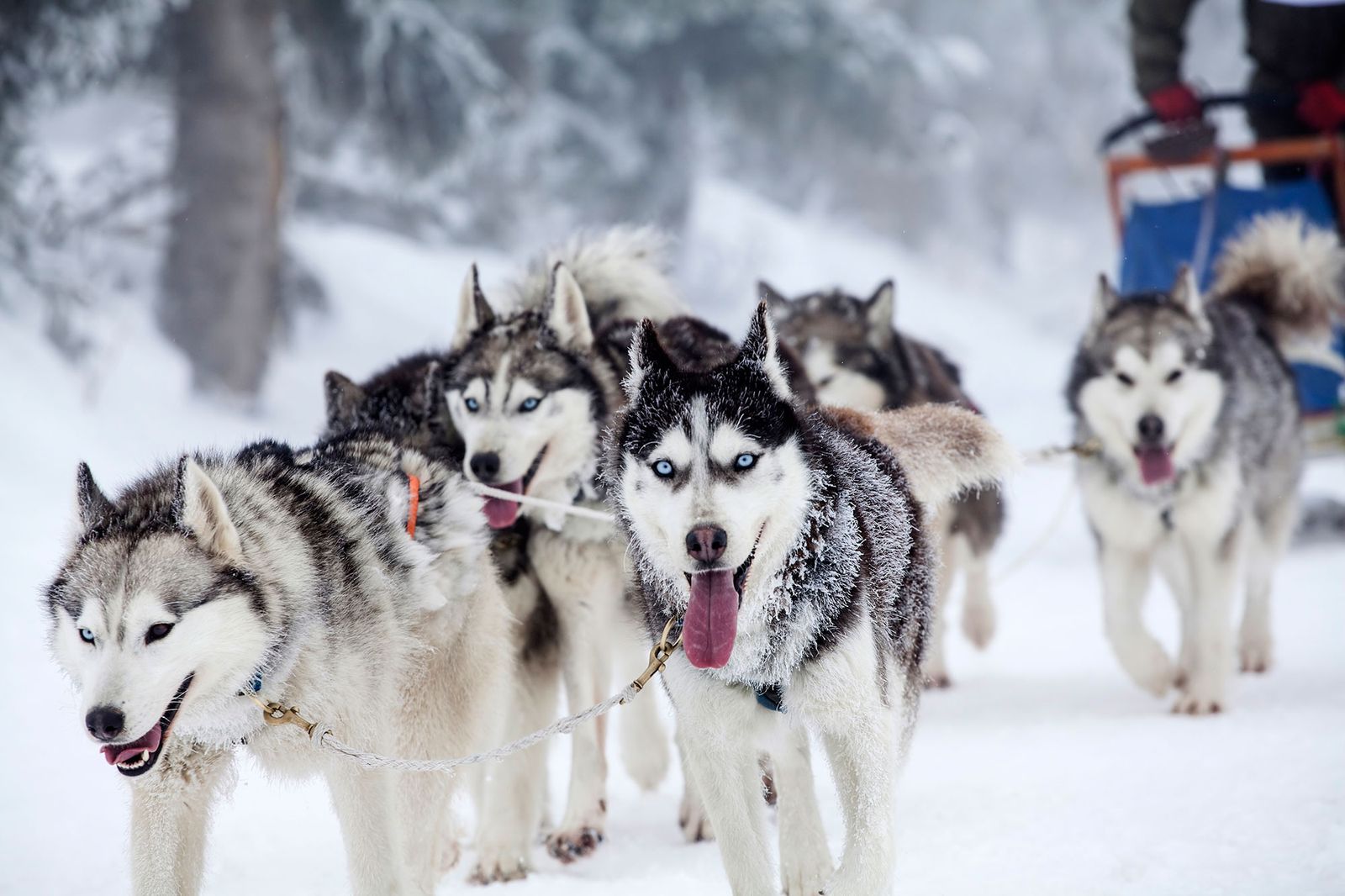 mascotas mushing deprote invierno perros