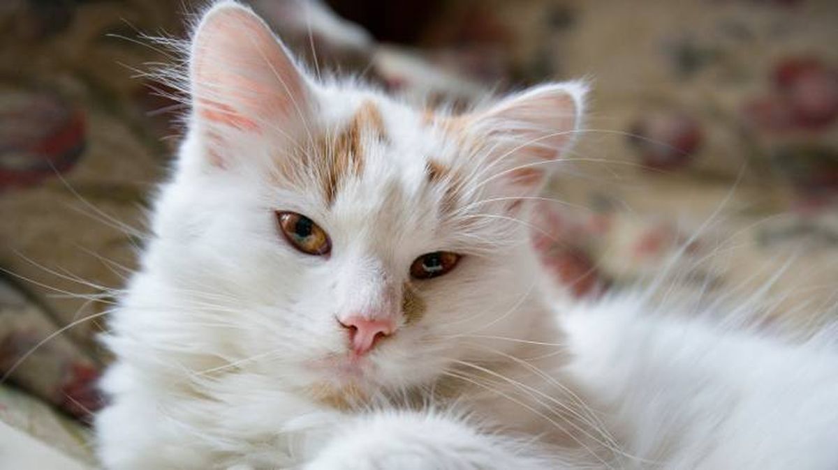 gato van turco caracteristicas fisicas