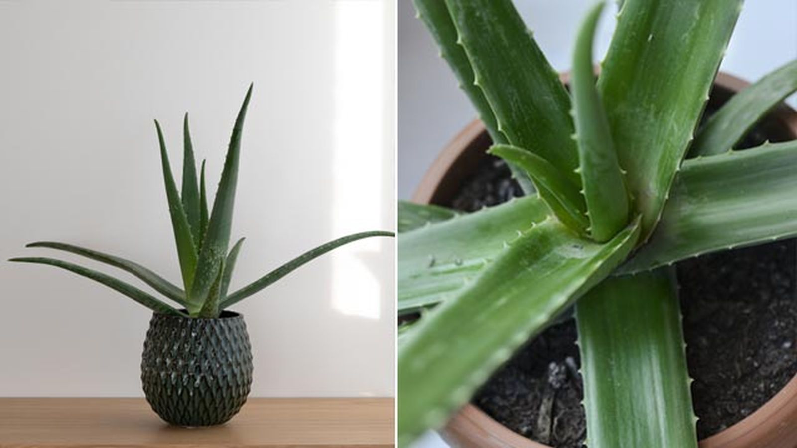 El aloe vera cuenta con unas virtudes medicinales increíbles El aloe vera cuenta con unas virtudes medicinales increíbles