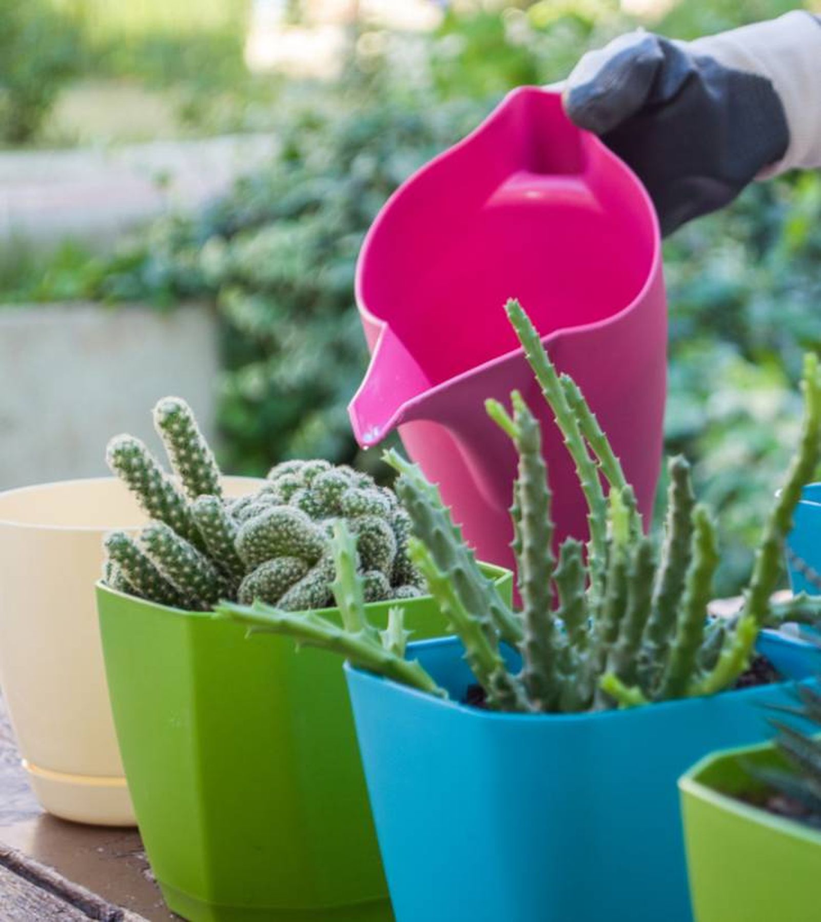 regar cactus regar cactus