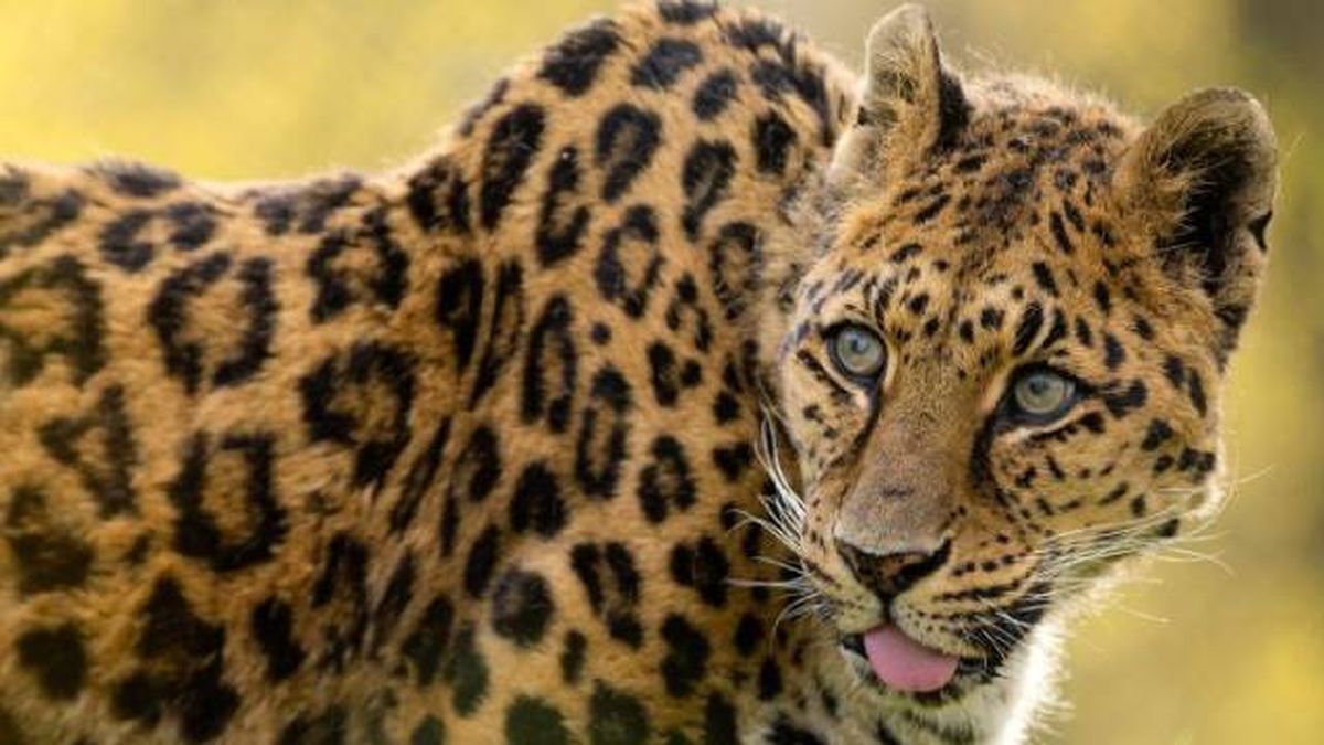 animales karpin centro acogida fauna silvestre leopardo