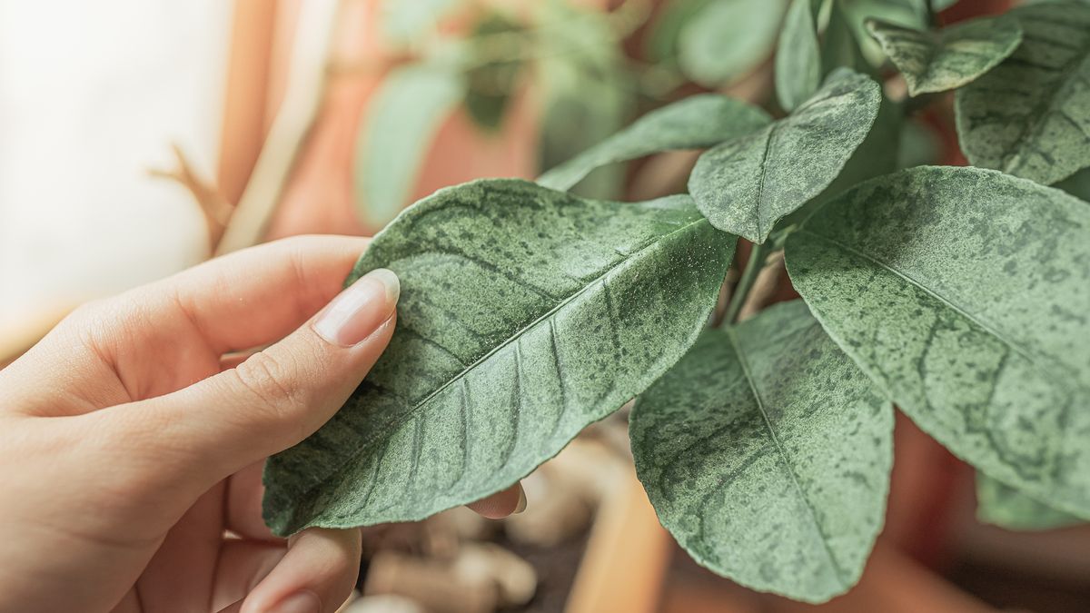 Con un papel blanco puedes comprobar si la planta tiene ácaros