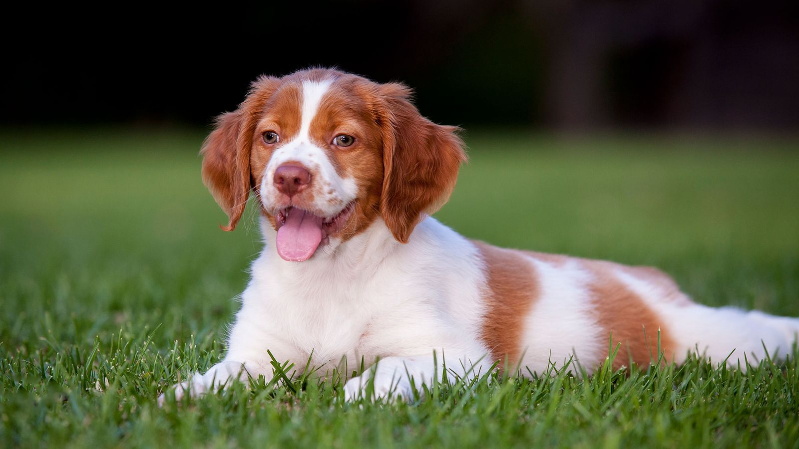spaniel breton