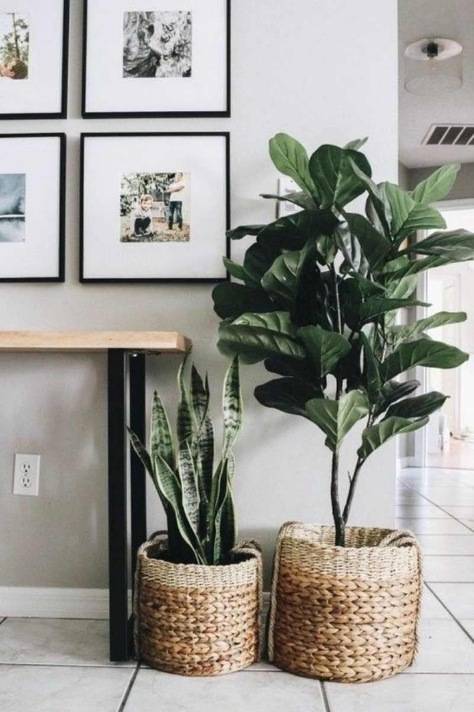 Plantas con maceteros de cesta. Plantas con maceteros de cesta.