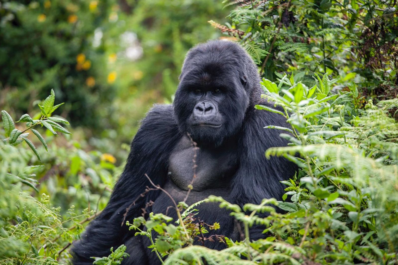 Gorila occidental (Gorilla gorilla). Gorila occidental (Gorilla gorilla).