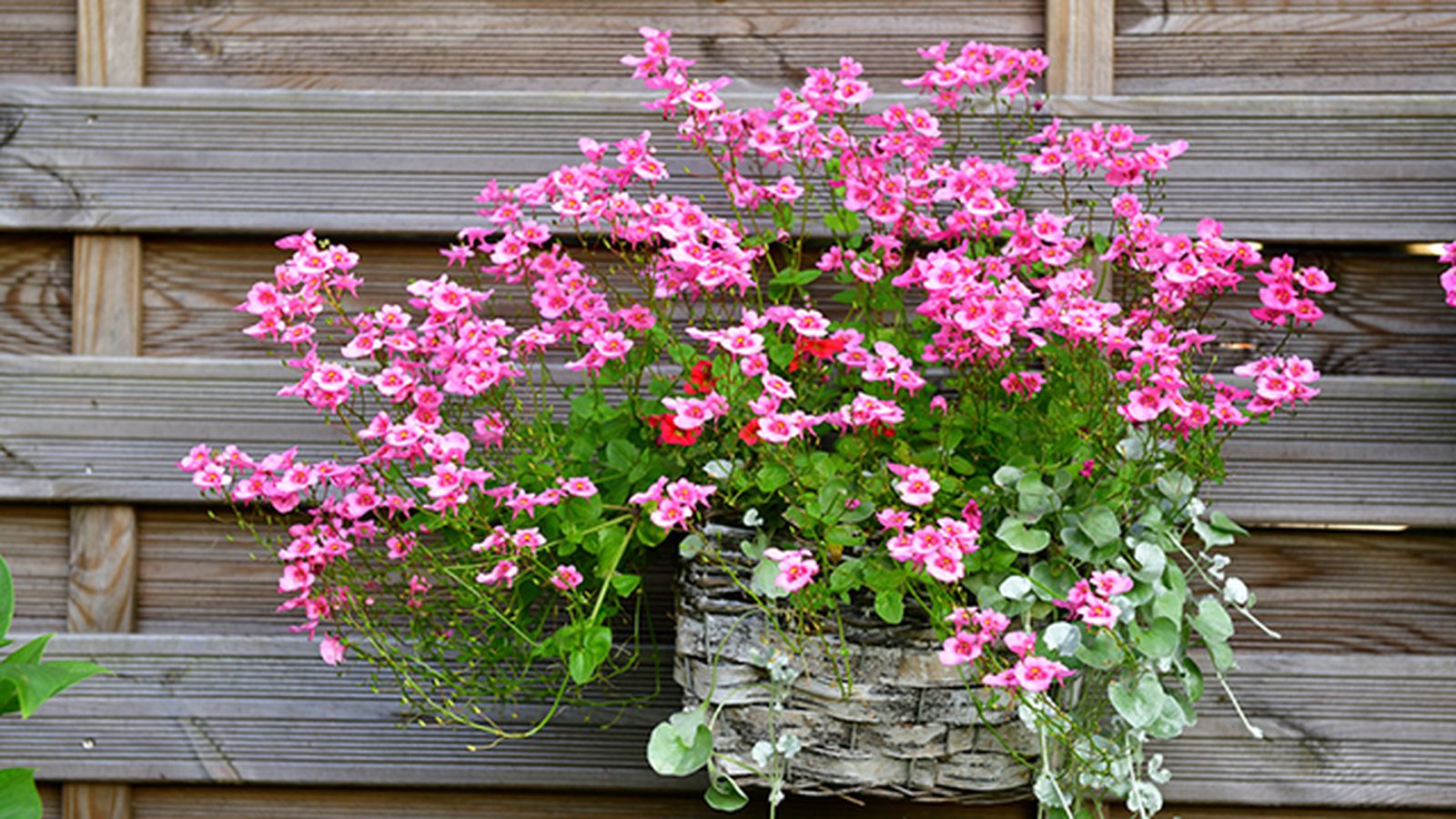 Diascia barberae Diascia barberae