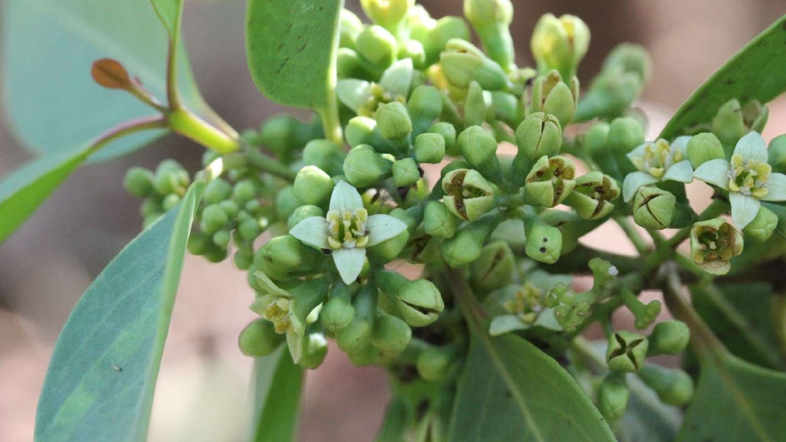 Santalum Fernandezianum.jpg Santalum Fernandezianum.jpg