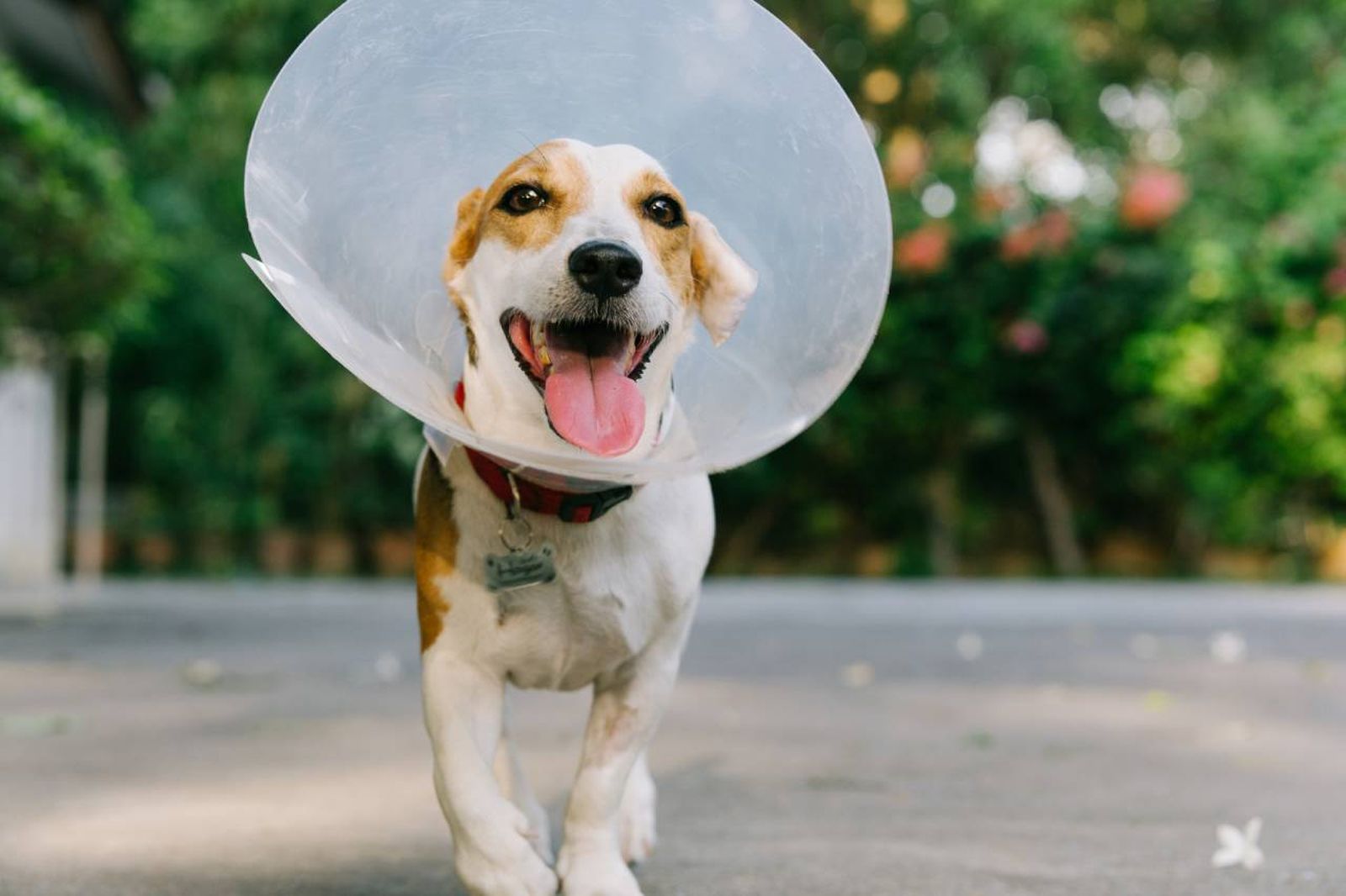 Un collar isabelino es un accesorio pensado para evitar que los perros se muerdan.