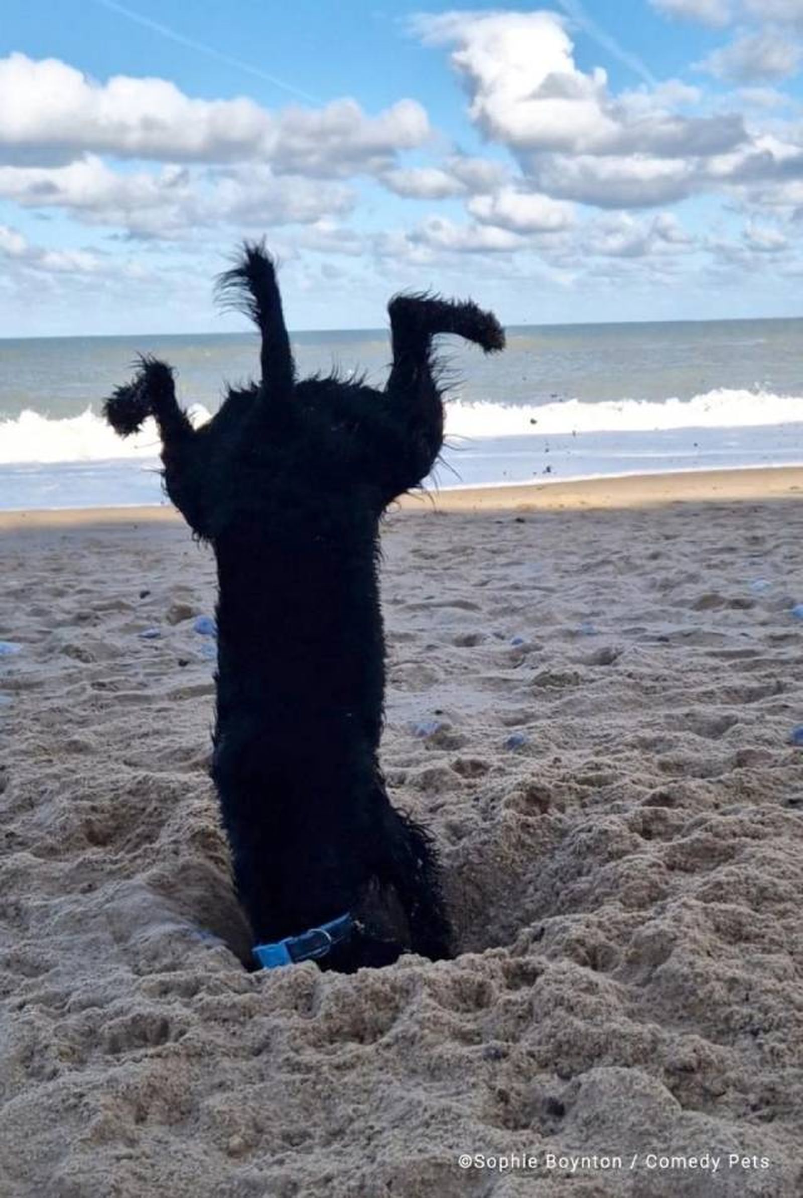 finalista5 premios fotografia Comedy Pet Photo Awards 2023