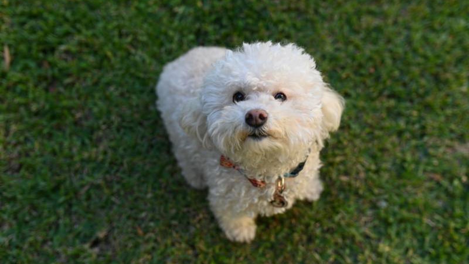 Bichón Frisé Bichón Frisé