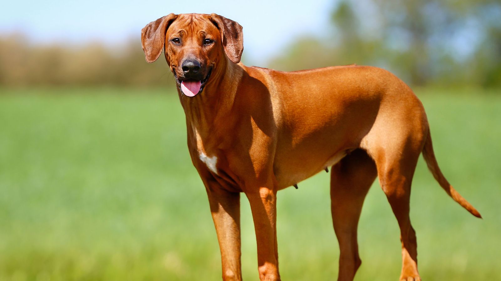 perros razas Africa Rhodesian Rigdebac perros razas Africa Rhodesian Rigdebac