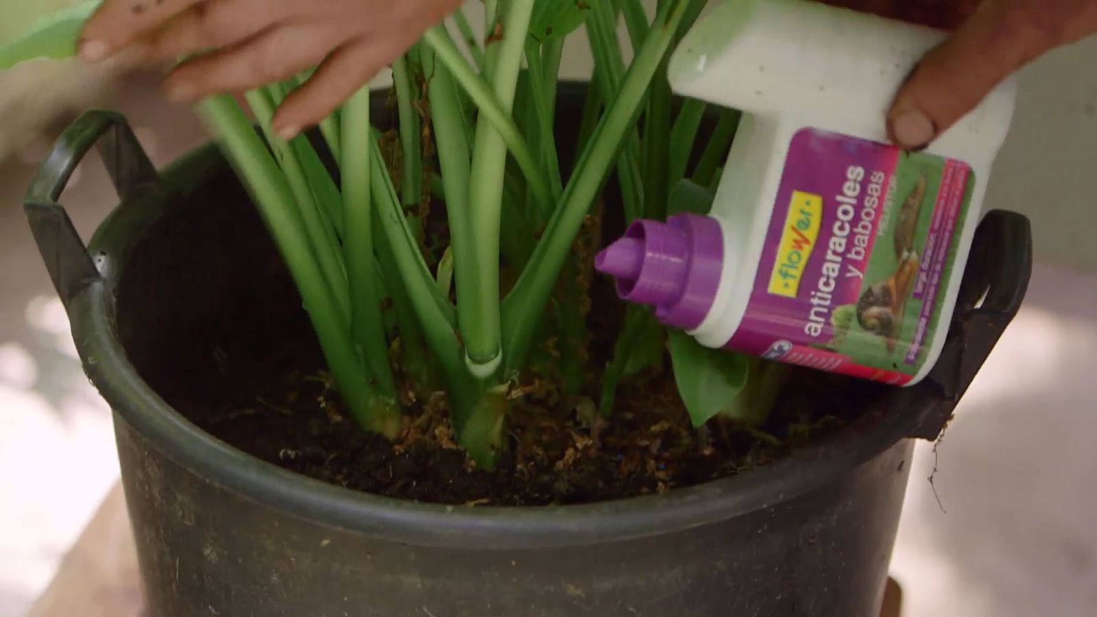brico 0913 3 reproduccion cuidados hostas eliminar caracoles brico 0913 3 reproduccion cuidados hostas eliminar caracoles
